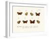 Butterflies, 1783-1806-null-Framed Giclee Print