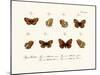 Butterflies, 1783-1806-null-Mounted Giclee Print