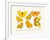 Butterflies, 1783-1806-null-Framed Giclee Print