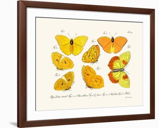 Butterflies, 1783-1806-null-Framed Giclee Print