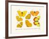 Butterflies, 1783-1806-null-Framed Giclee Print