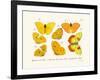 Butterflies, 1783-1806-null-Framed Giclee Print