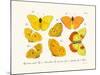 Butterflies, 1783-1806-null-Mounted Giclee Print