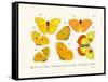 Butterflies, 1783-1806-null-Framed Stretched Canvas