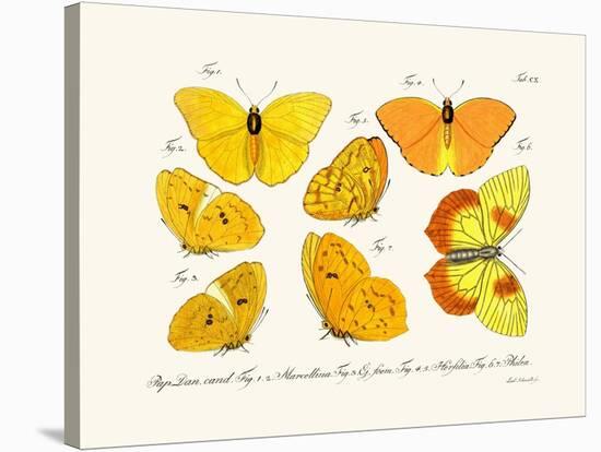 Butterflies, 1783-1806-null-Stretched Canvas