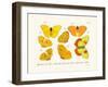 Butterflies, 1783-1806-null-Framed Giclee Print