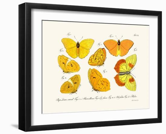 Butterflies, 1783-1806-null-Framed Giclee Print