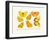 Butterflies, 1783-1806-null-Framed Giclee Print