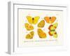 Butterflies, 1783-1806-null-Framed Giclee Print