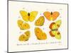 Butterflies, 1783-1806-null-Mounted Giclee Print