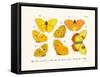 Butterflies, 1783-1806-null-Framed Stretched Canvas