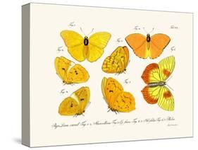 Butterflies, 1783-1806-null-Stretched Canvas