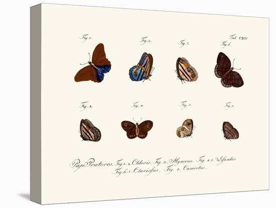 Butterflies, 1783-1806-null-Stretched Canvas