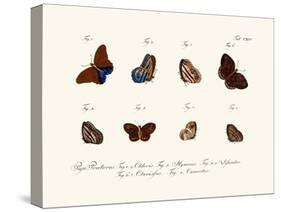 Butterflies, 1783-1806-null-Stretched Canvas