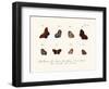 Butterflies, 1783-1806-null-Framed Giclee Print