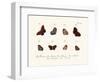 Butterflies, 1783-1806-null-Framed Giclee Print