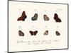 Butterflies, 1783-1806-null-Mounted Giclee Print