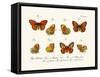 Butterflies, 1783-1806-null-Framed Stretched Canvas