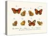 Butterflies, 1783-1806-null-Stretched Canvas