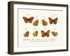 Butterflies, 1783-1806-null-Framed Giclee Print