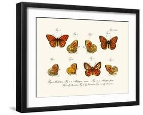 Butterflies, 1783-1806-null-Framed Giclee Print