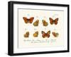 Butterflies, 1783-1806-null-Framed Giclee Print