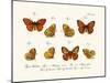 Butterflies, 1783-1806-null-Mounted Giclee Print