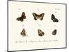 Butterflies, 1783-1806-null-Mounted Giclee Print