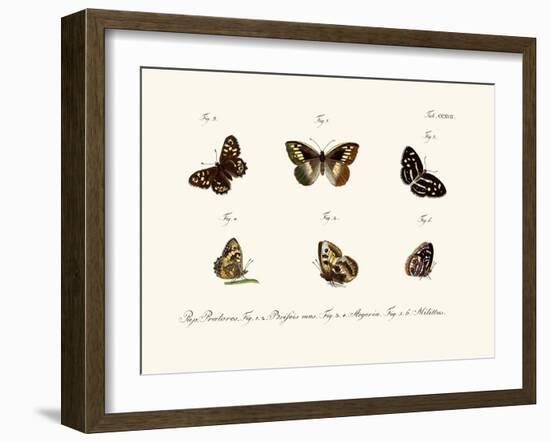 Butterflies, 1783-1806-null-Framed Giclee Print