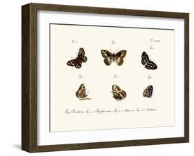 Butterflies, 1783-1806-null-Framed Giclee Print