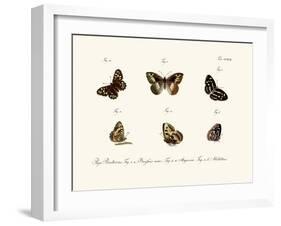 Butterflies, 1783-1806-null-Framed Giclee Print