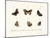 Butterflies, 1783-1806-null-Mounted Giclee Print