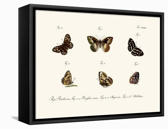 Butterflies, 1783-1806-null-Framed Stretched Canvas