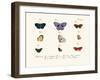 Butterflies, 1783-1806-null-Framed Giclee Print