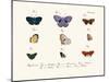 Butterflies, 1783-1806-null-Mounted Giclee Print