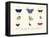 Butterflies, 1783-1806-null-Framed Stretched Canvas