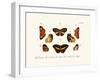 Butterflies, 1783-1806-null-Framed Giclee Print