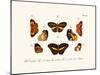 Butterflies, 1783-1806-null-Mounted Giclee Print