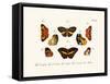 Butterflies, 1783-1806-null-Framed Stretched Canvas