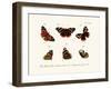 Butterflies, 1783-1806-null-Framed Giclee Print