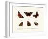 Butterflies, 1783-1806-null-Framed Giclee Print