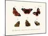 Butterflies, 1783-1806-null-Mounted Giclee Print