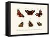 Butterflies, 1783-1806-null-Framed Stretched Canvas