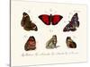 Butterflies, 1783-1806-null-Stretched Canvas