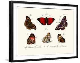 Butterflies, 1783-1806-null-Framed Giclee Print