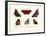 Butterflies, 1783-1806-null-Framed Giclee Print