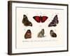 Butterflies, 1783-1806-null-Framed Giclee Print