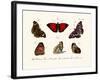 Butterflies, 1783-1806-null-Framed Giclee Print