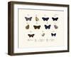 Butterflies, 1783-1806-null-Framed Giclee Print