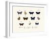 Butterflies, 1783-1806-null-Framed Giclee Print